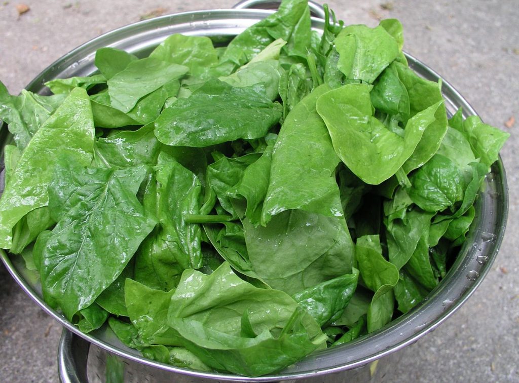 Spinach Leaves Rich In Antioxidants