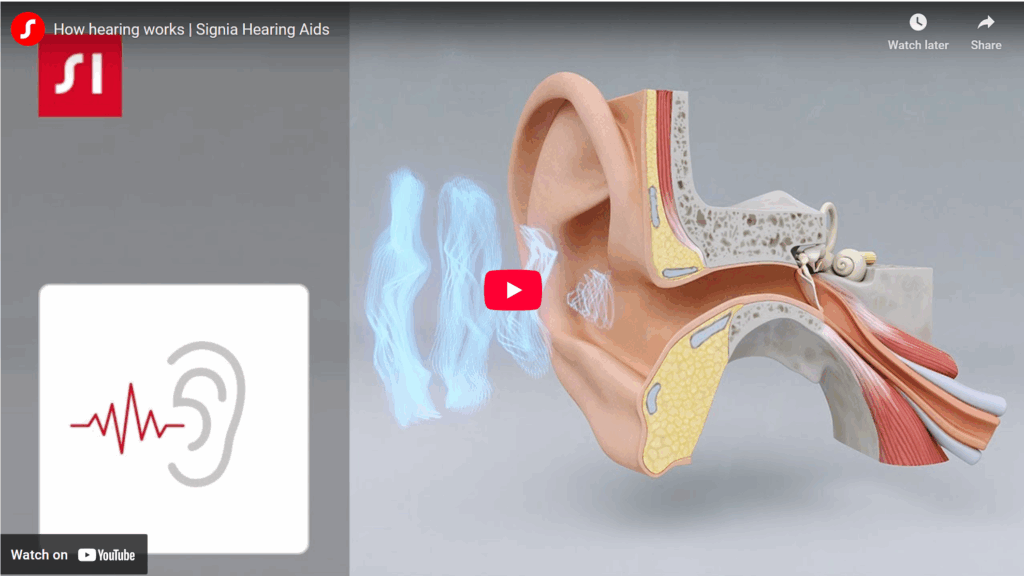How the human ear works