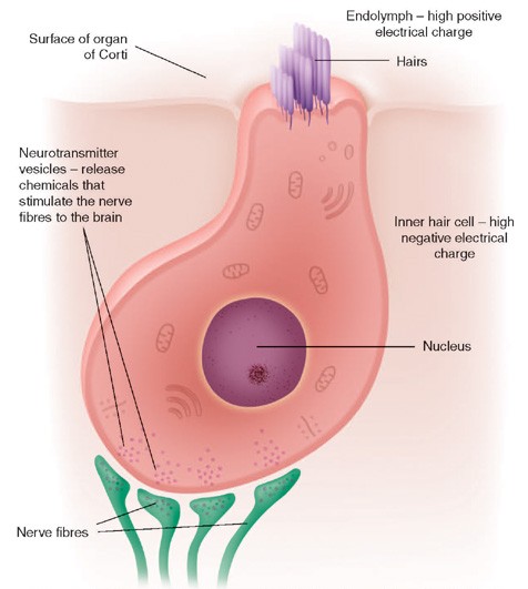 Hair Cell From Inner Ear Translates Sound Waves Into Nerve Signals. Illustration: http://www.familydoctor.co.uk/