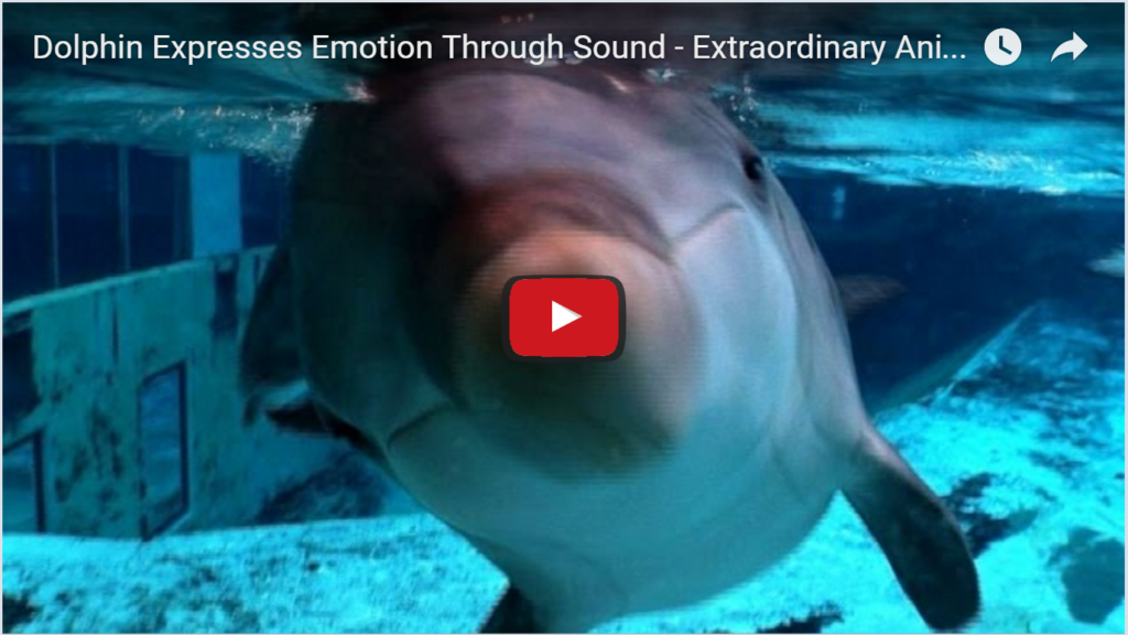 Dolphins Amazing Hearing